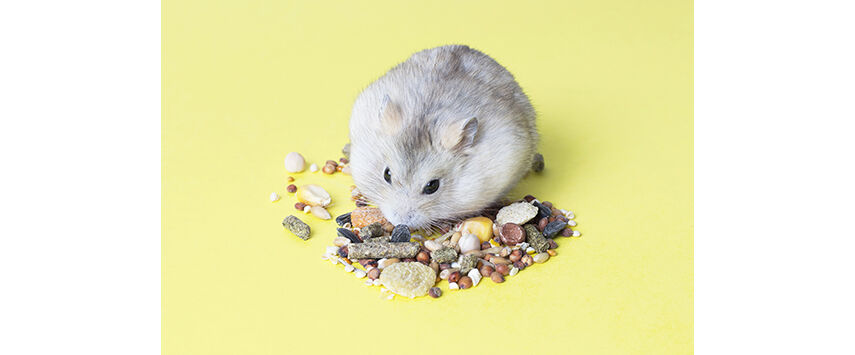 Small Animal Nutrition